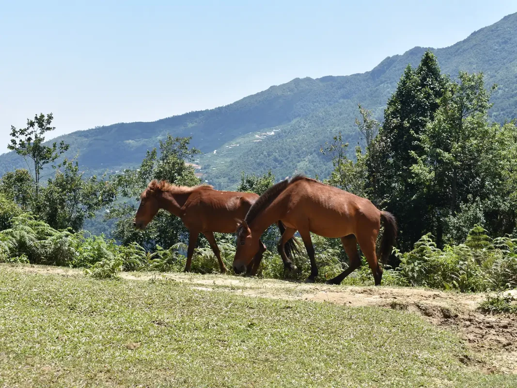 1 day moderate trekking in sapa 16 | Sapa Tickets