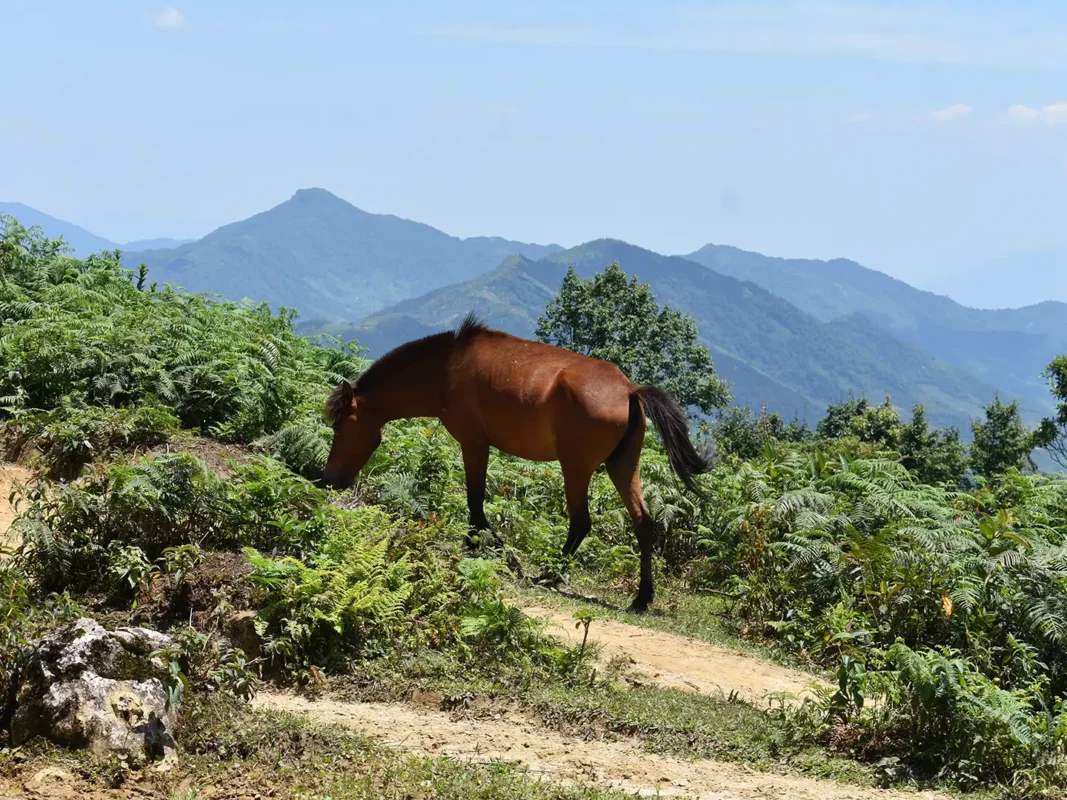 2 days 1 night trekking in sapa 8 | Sapa Tickets